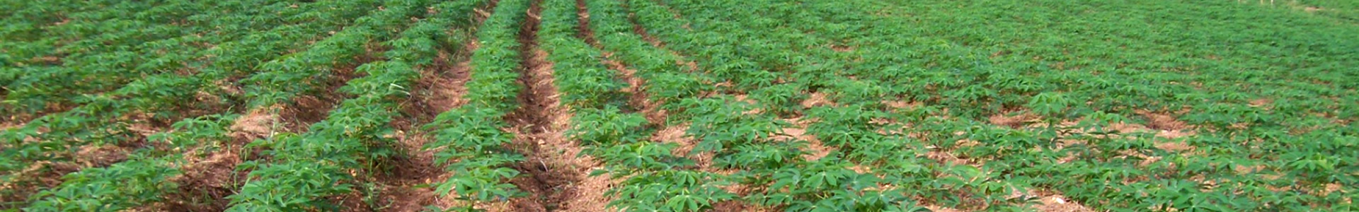 CASSAVA FARM-banner