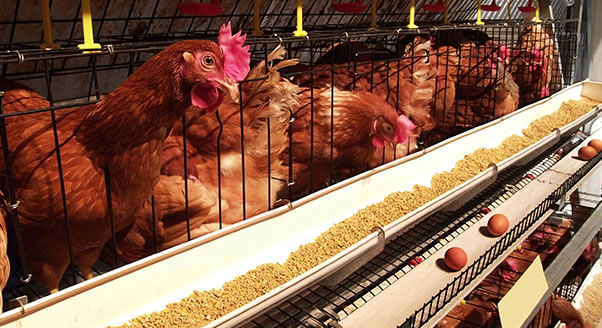 Organic-Poultry-Farming