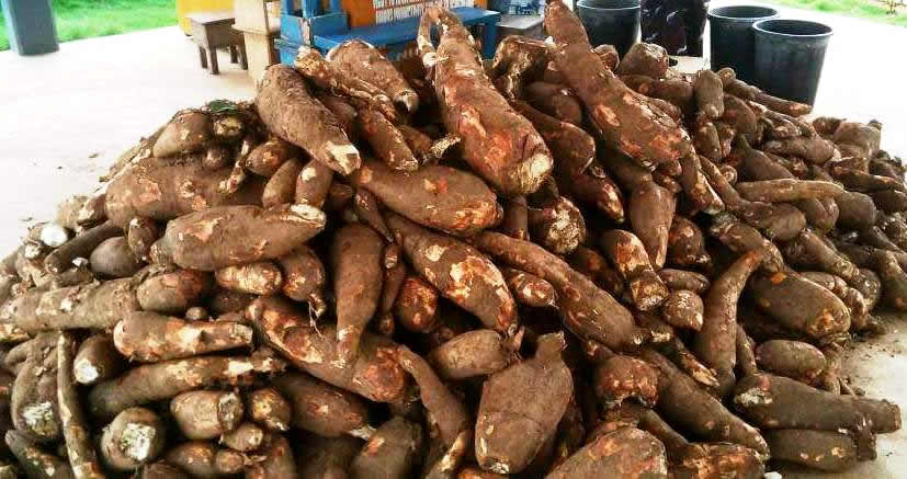 cassava cassava