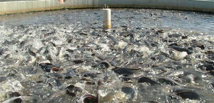 fish-farm