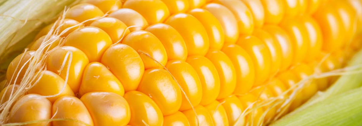 maize-banner