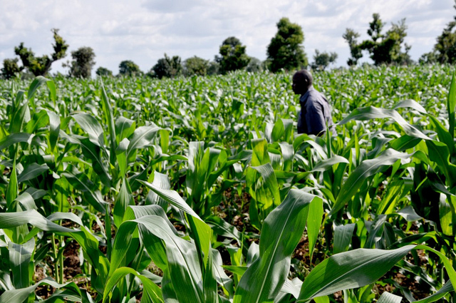 maize-farm-in-ibadan maize-farm-in-ibadan