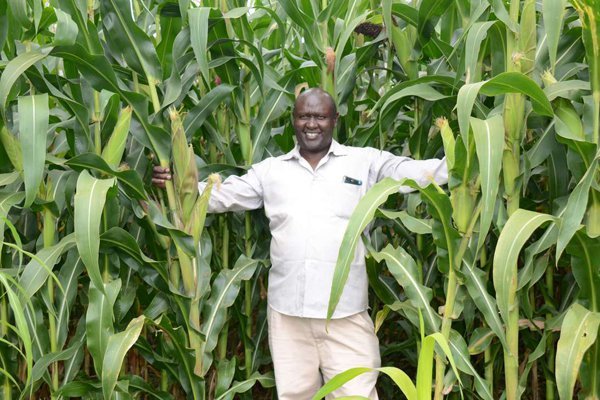 maize-farming-in-nigeria maize-farming-in-nigeria