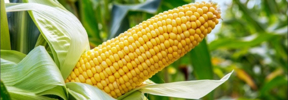 maize-prefered